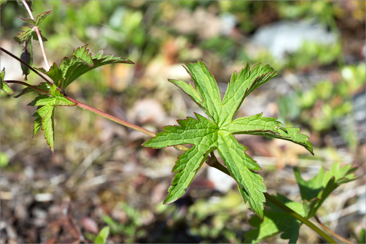 Изображение особи Geranium sylvaticum.