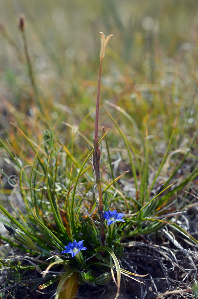 Image of Gentiana karelinii specimen.