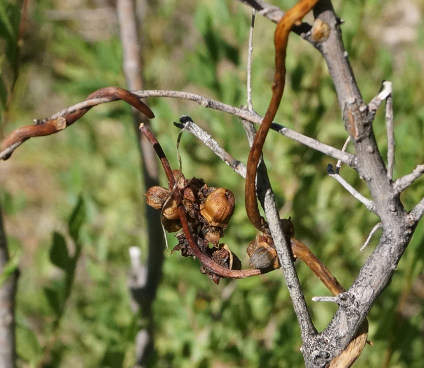 Image of Cuscuta lupuliformis specimen.