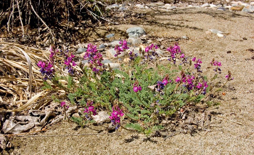 Image of Oxytropis teres specimen.