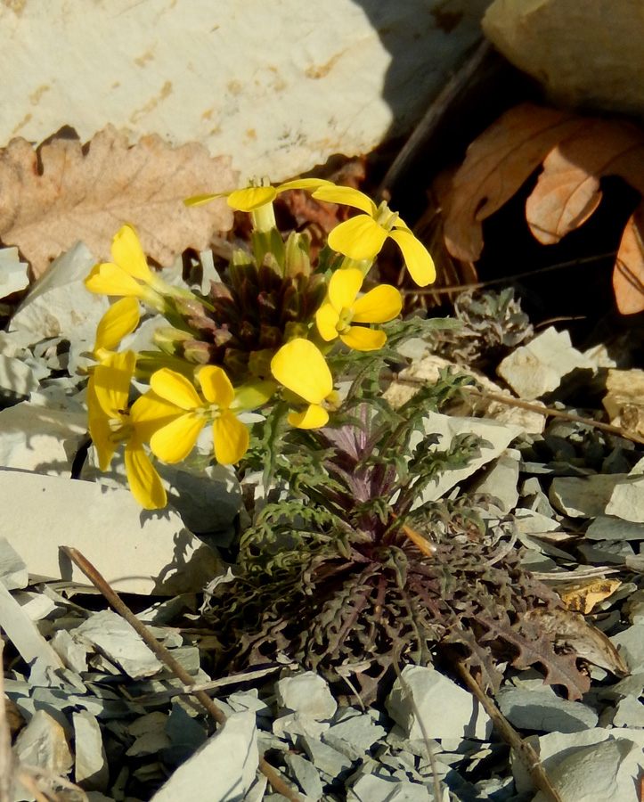 Image of Erysimum callicarpum specimen.