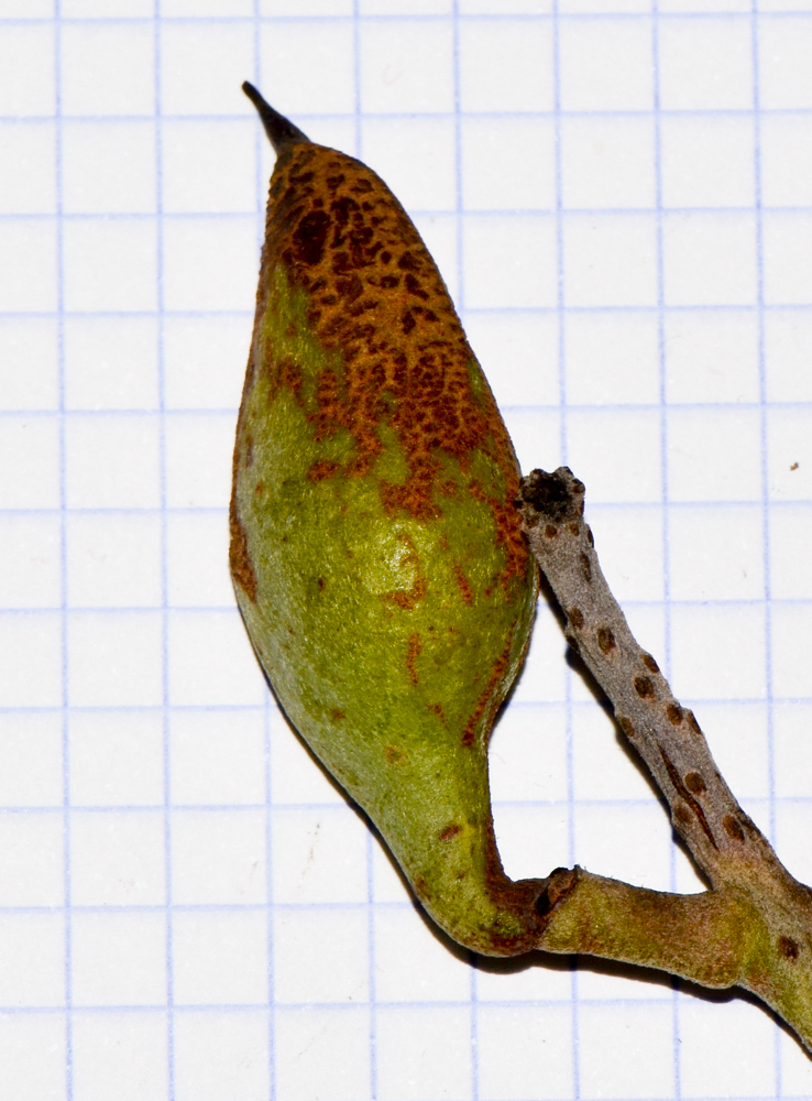 Image of Hakea chordophylla specimen.