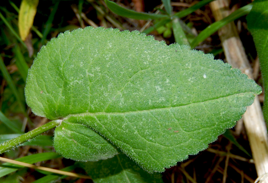 Image of Campanula maleevii specimen.