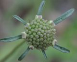 genus Scabiosa