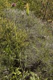 Tragopogon australis