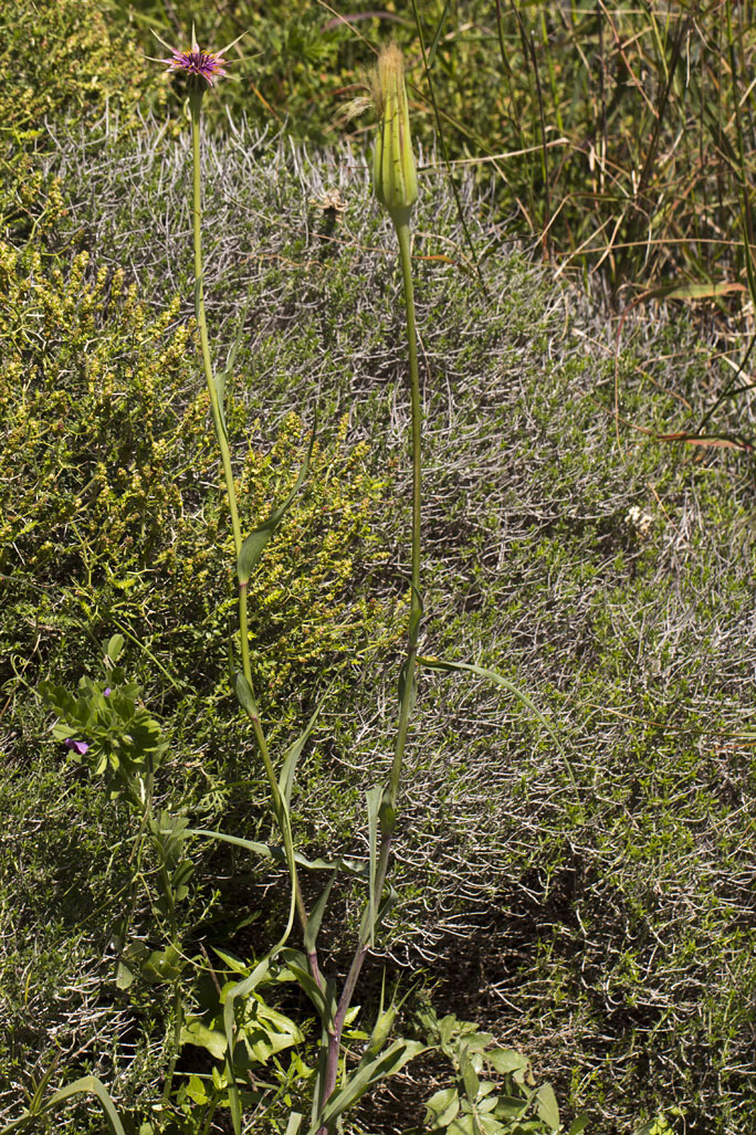 Изображение особи Tragopogon australis.