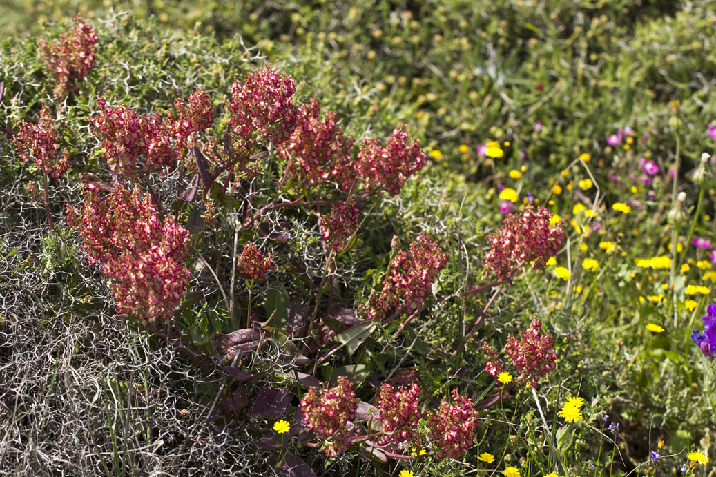 Image of Rumex tuberosus ssp. creticus specimen.