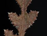 Launaea nudicaulis