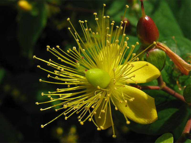 Image of Hypericum androsaemum specimen.