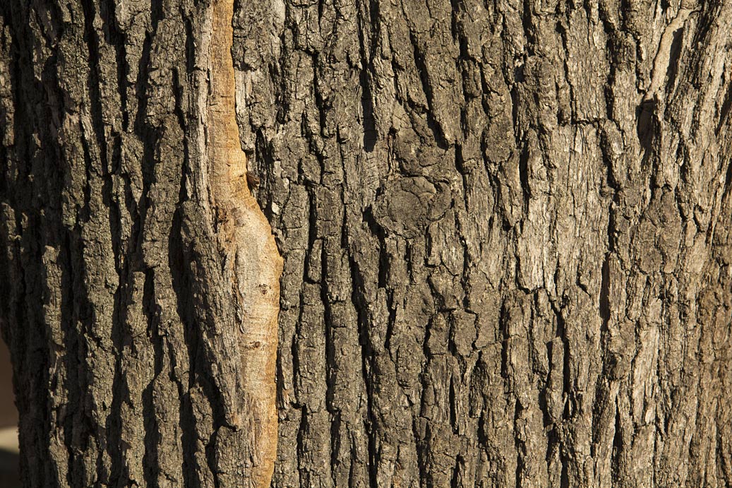 Image of Quercus robur f. fastigiata specimen.