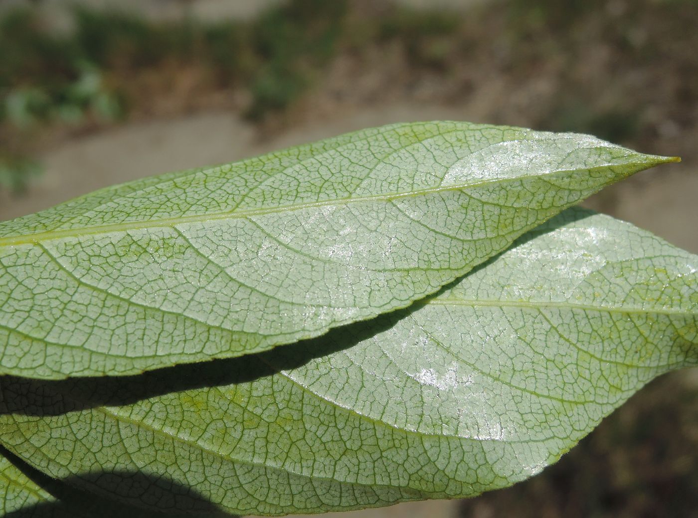 Image of Populus suaveolens specimen.