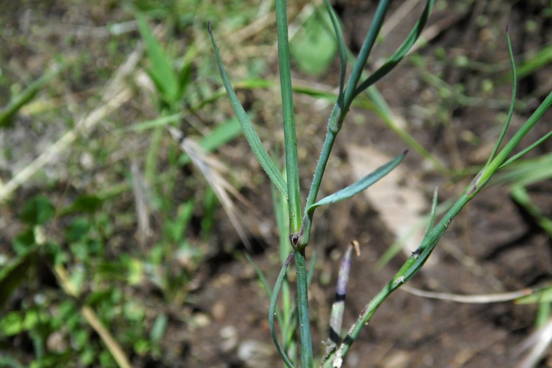 Image of Petrorhagia prolifera specimen.