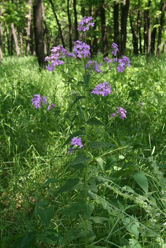 Image of Hesperis sibirica specimen.