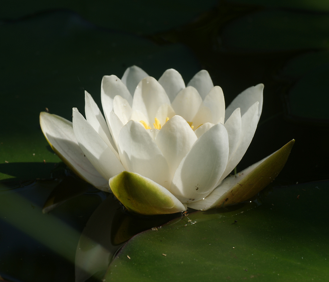 Image of Nymphaea candida specimen.