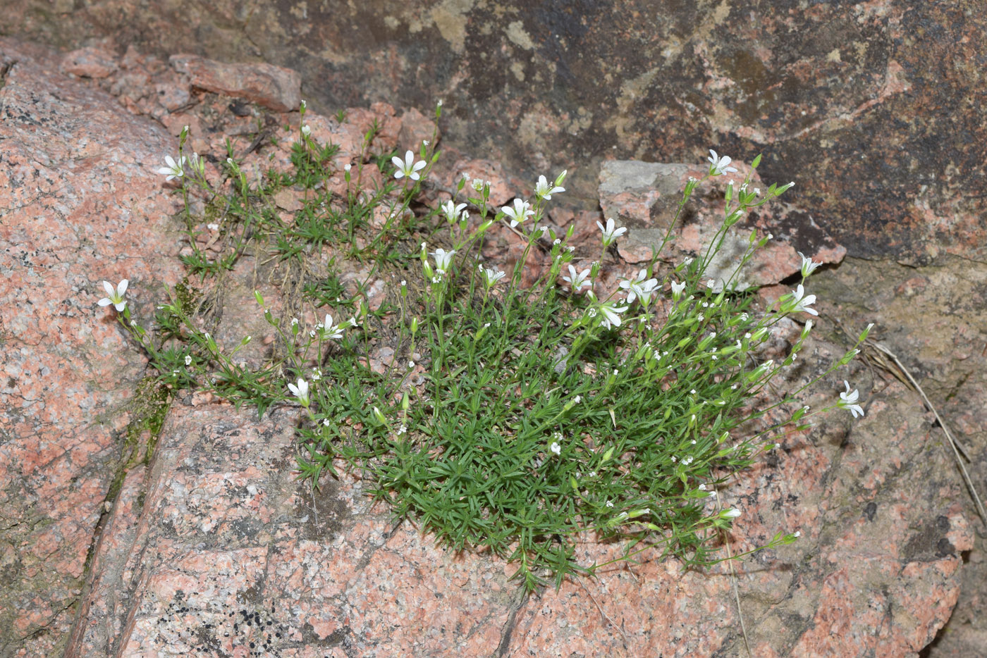 Image of Minuartia kryloviana specimen.