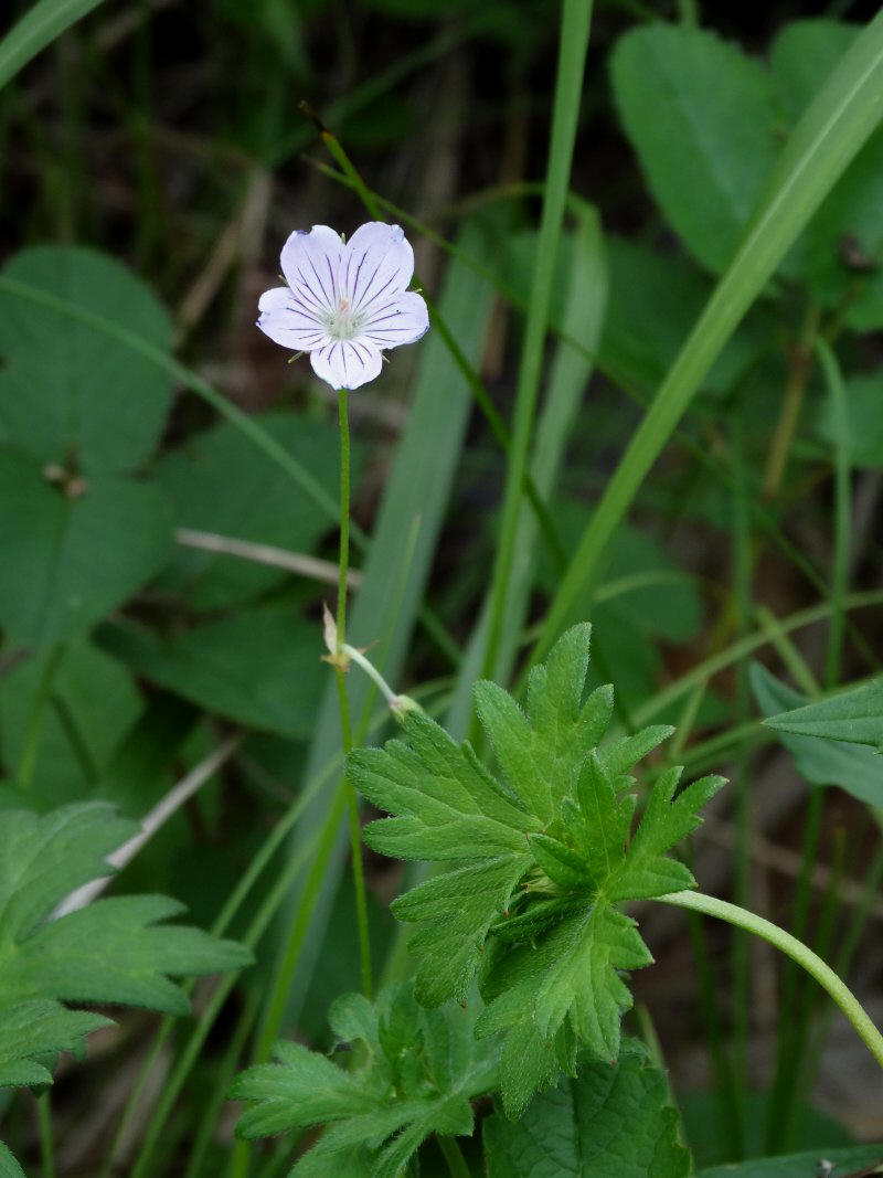 Image of Geranium wlassovianum specimen.