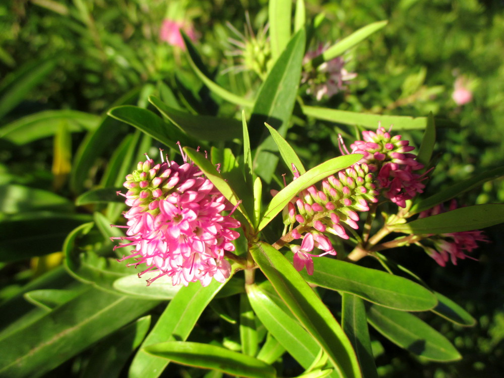 Изображение особи Hebe carnea.