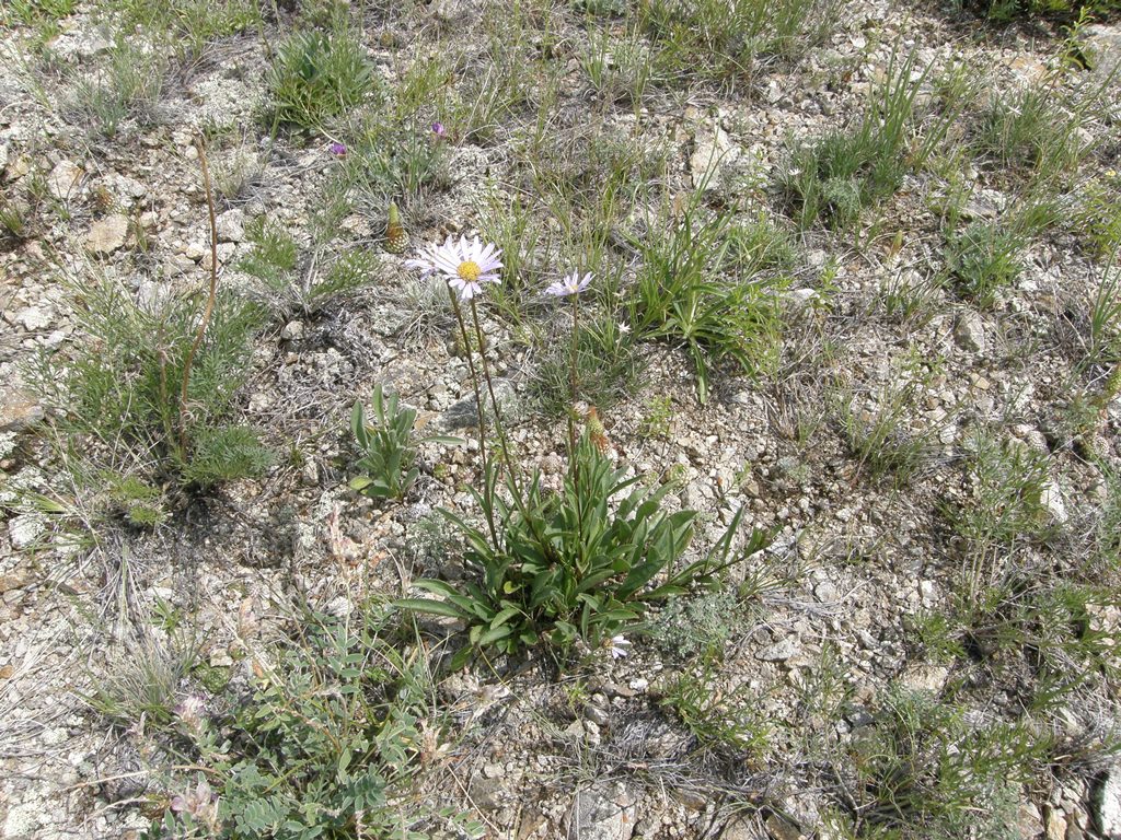 Image of Aster serpentimontanus specimen.