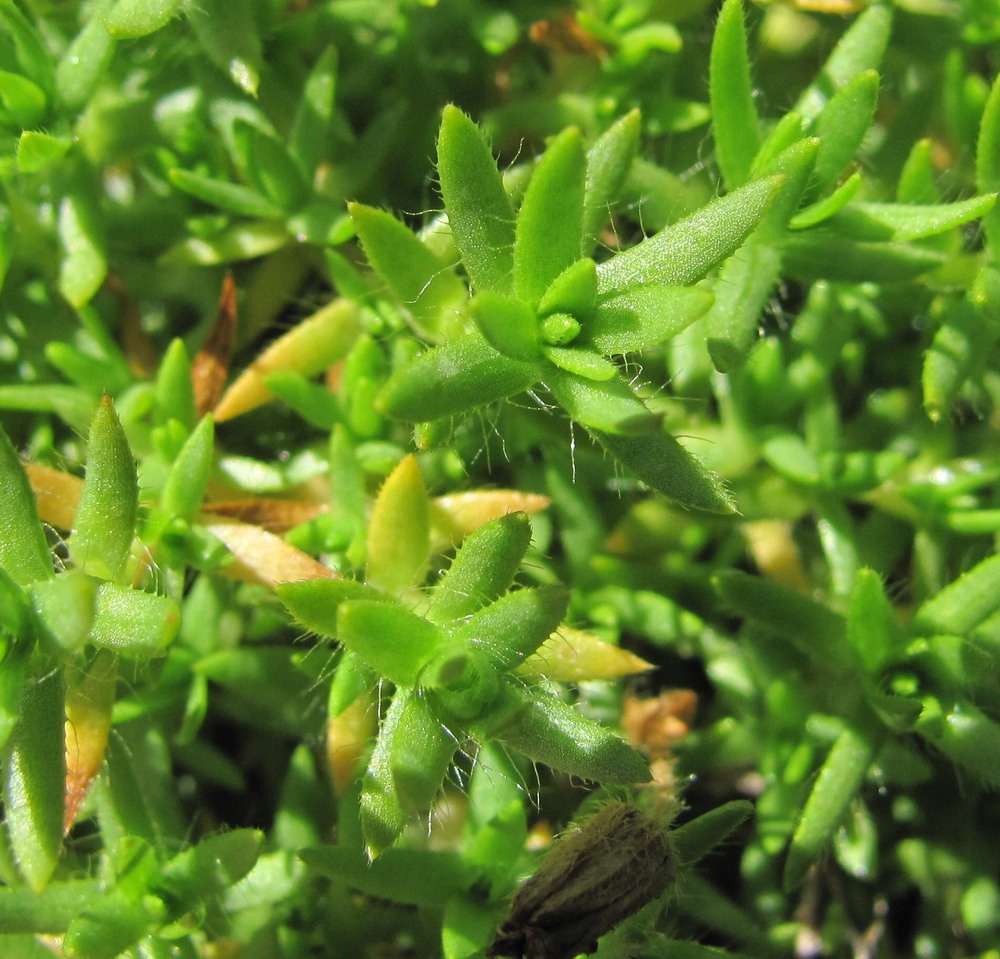 Image of Minuartia imbricata specimen.