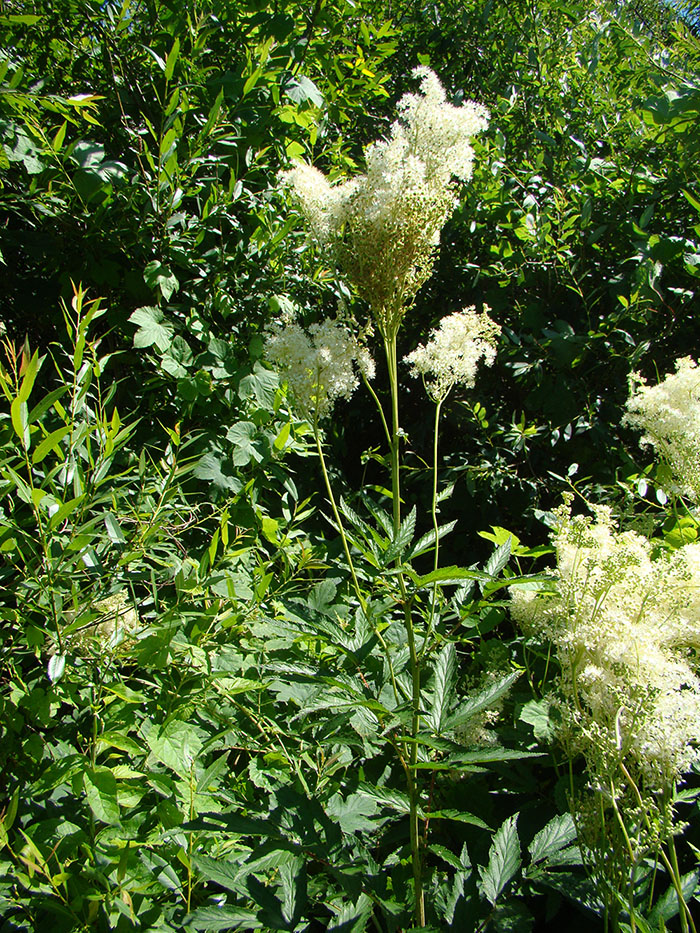 Image of Filipendula ulmaria specimen.