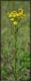 Senecio jacobaea. Цветущее растение. Республика Татарстан, Зеленодольский район, июль 2008 г.
