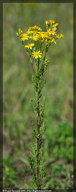 Image of Senecio jacobaea specimen.