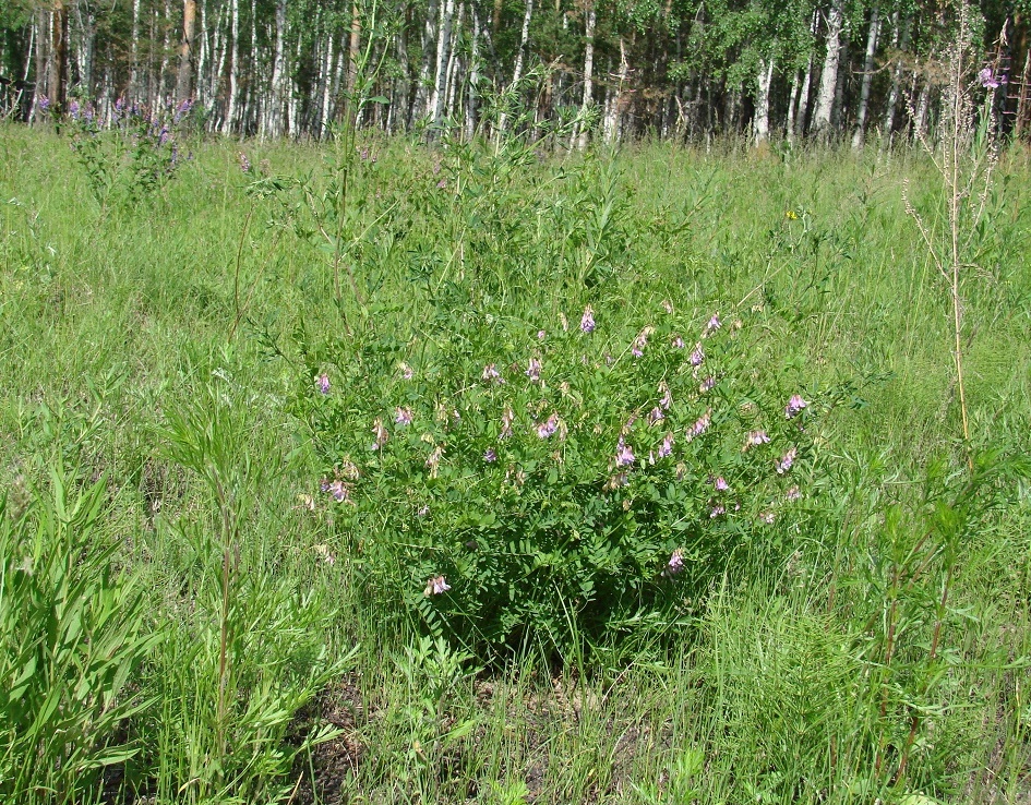 Image of Vicia nervata specimen.