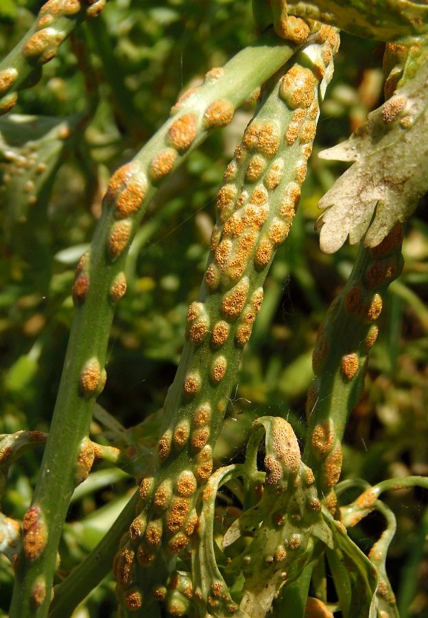 Image of Ranunculus sceleratus specimen.