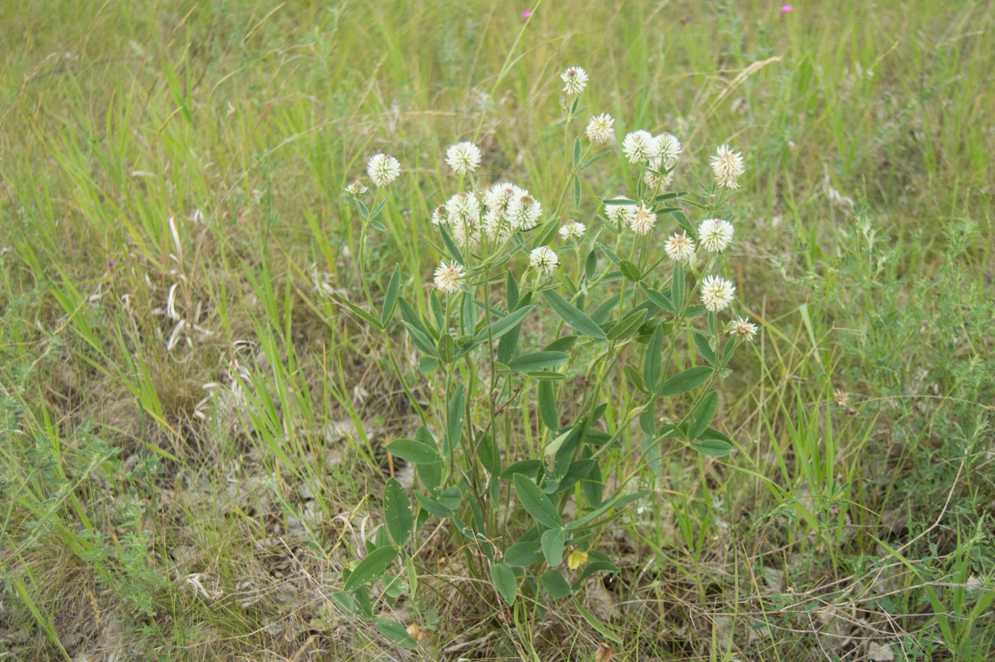 Image of Trifolium montanum specimen.