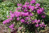 Rhododendron ledebourii. Верхушка цветущего кустарника. Москва, ботанический сад МГУ \"Аптекарский огород\". 07.05.2010.