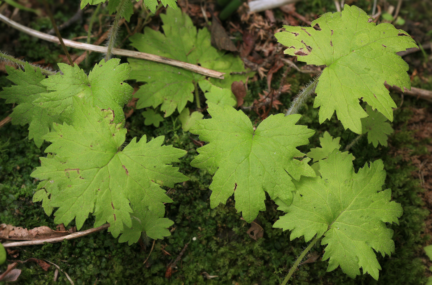 Image of Cortusa sachalinensis specimen.