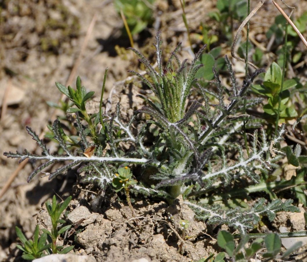 Image of Crupina crupinastrum specimen.