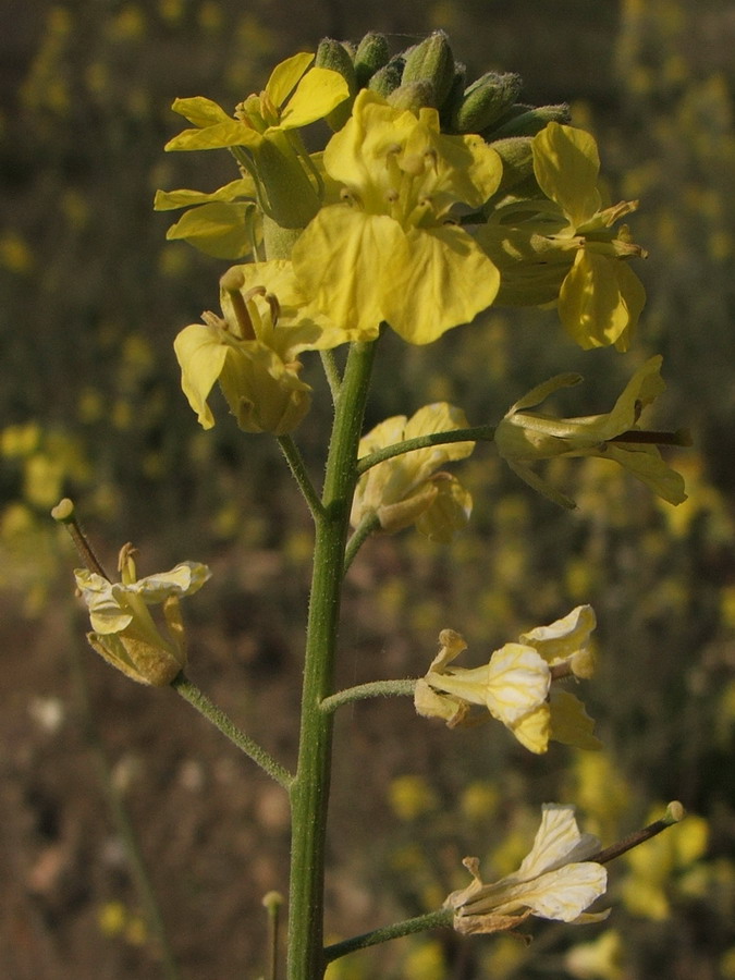 Image of Sisymbrium orientale specimen.