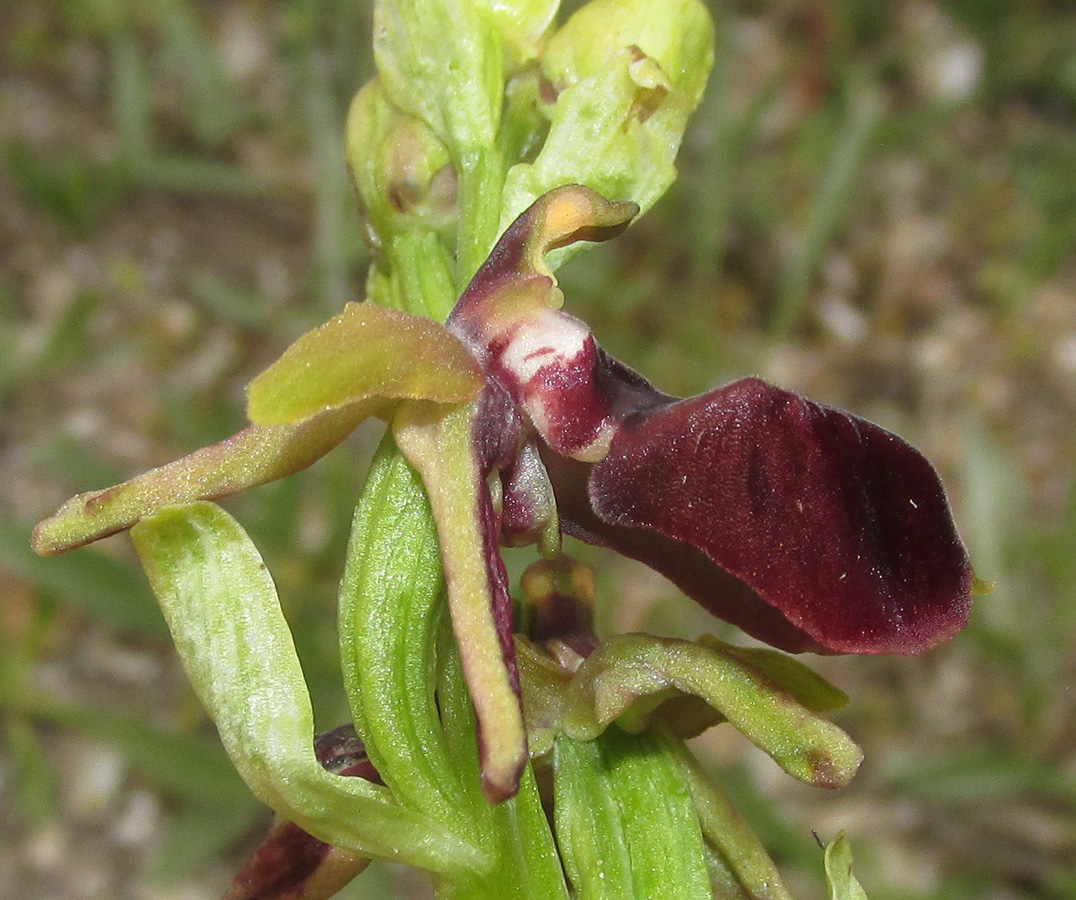 Image of Ophrys mammosa specimen.