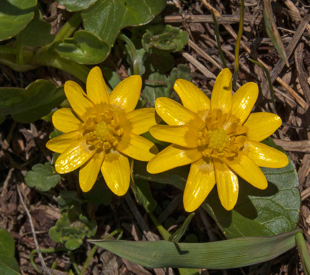 Image of Ficaria verna specimen.