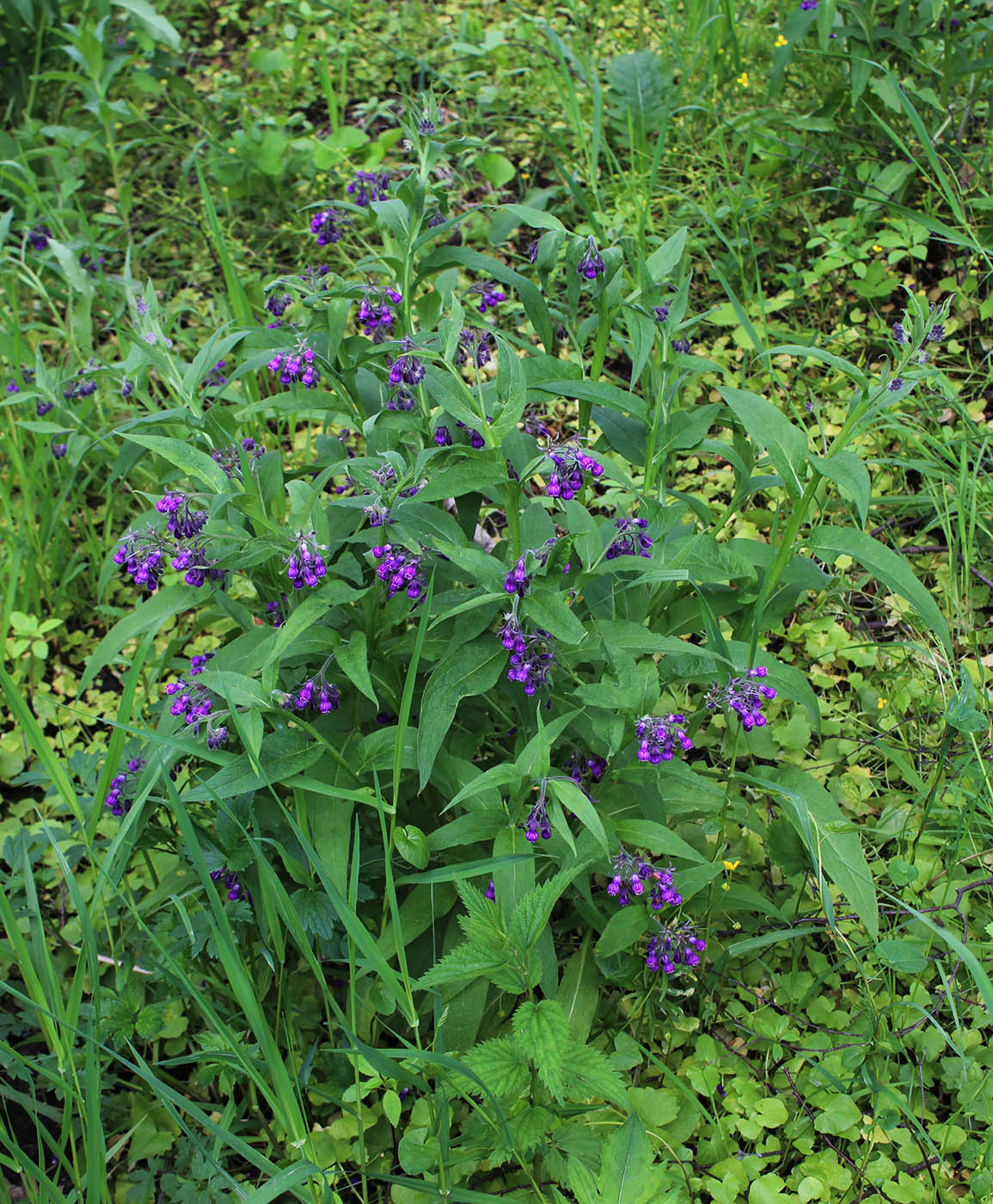 Image of Symphytum officinale specimen.