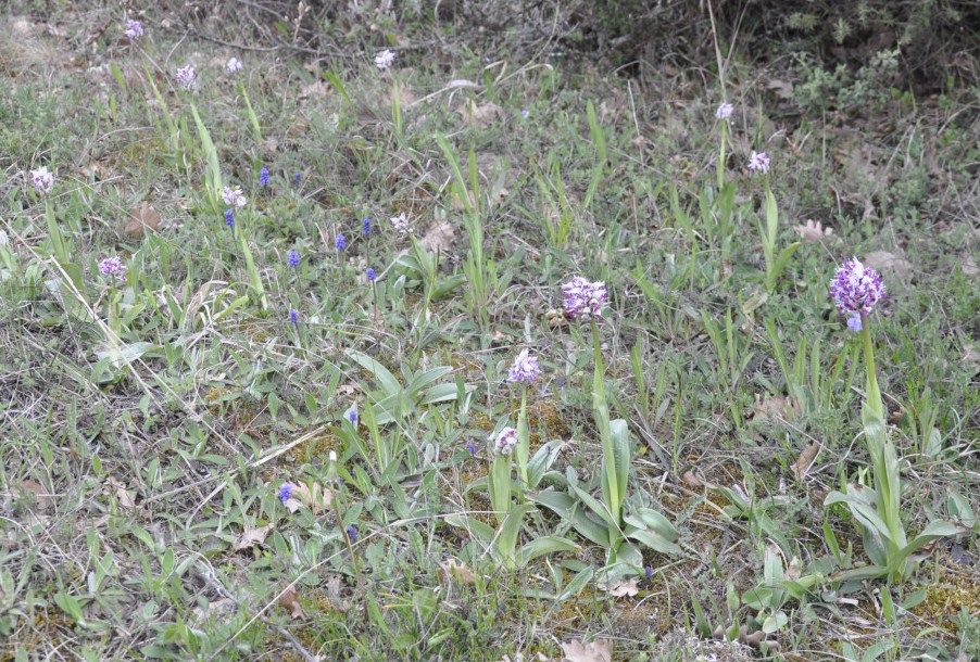 Изображение особи Orchis simia.