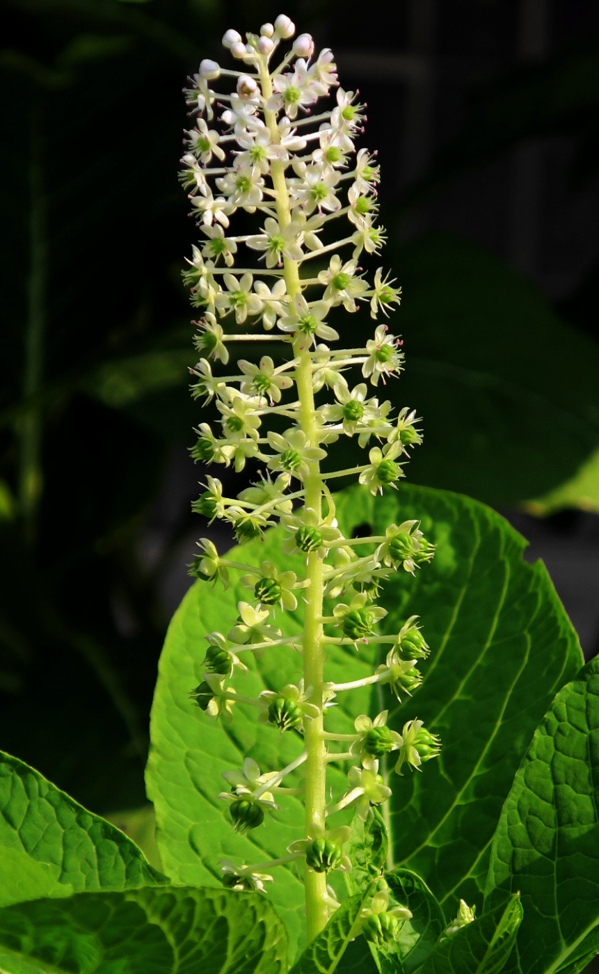 Image of Phytolacca acinosa specimen.