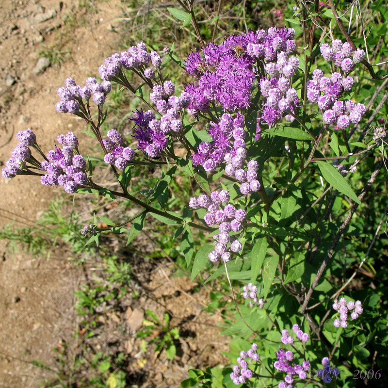 Image of Saussurea pulchella specimen.