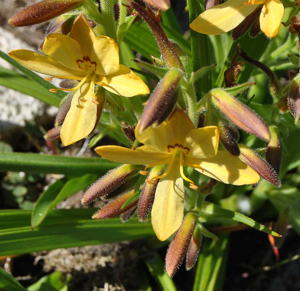 Image of Wachendorfia paniculata specimen.