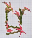 Euphorbia tithymaloides. Верхушки веточек и побегов с циациями. Израиль, впадина Мёртвого моря, киббуц Эйн-Геди. 24.04.2017.