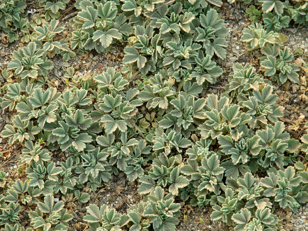 Изображение особи Potentilla acaulis.