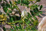 Astragalus freynii