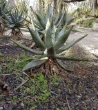 Aloe marlothii