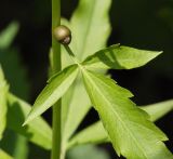 Cardamine bulbifera. Луковичка в пазухе листа. Северная Осетия, нижняя часть Куртатинского ущелья. 06.05.2010.