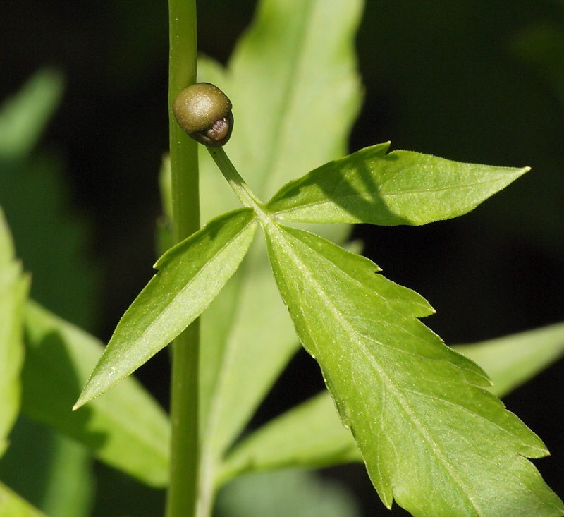 Image of Cardamine bulbifera specimen.