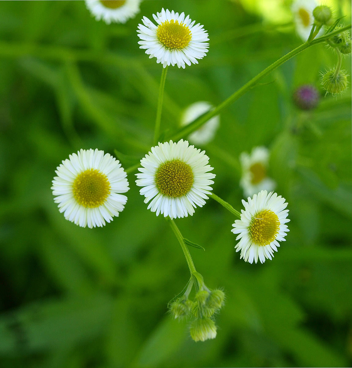 Image of Erigeron strigosus specimen.