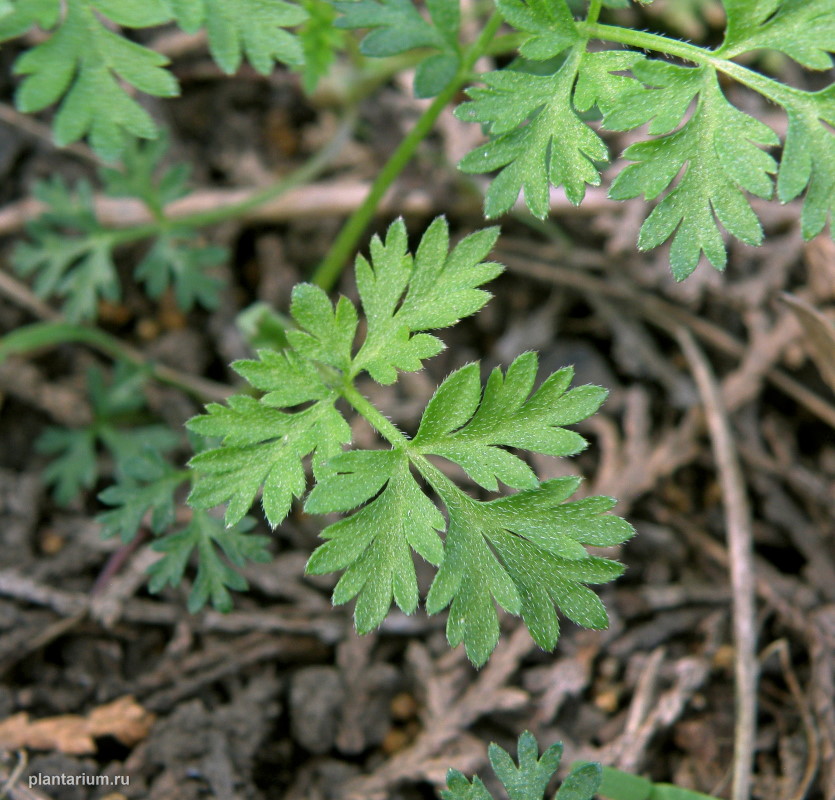 Image of Torilis arvensis specimen.