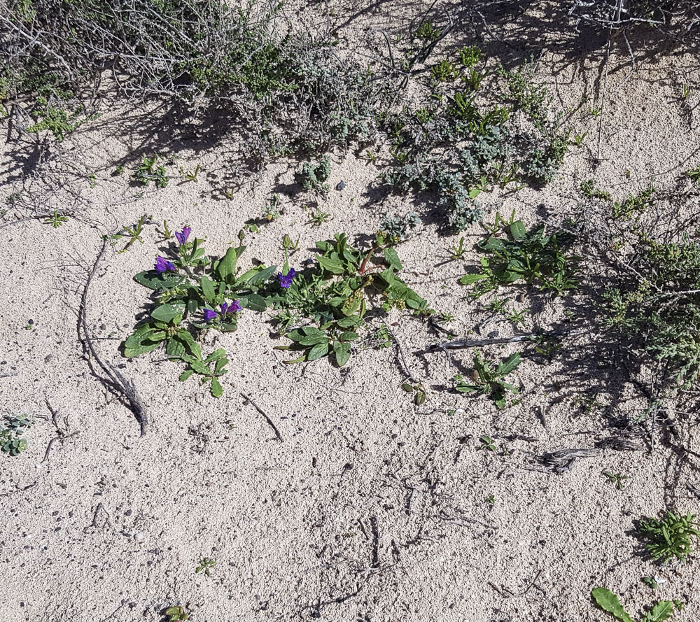 Image of Echium bonnetii specimen.