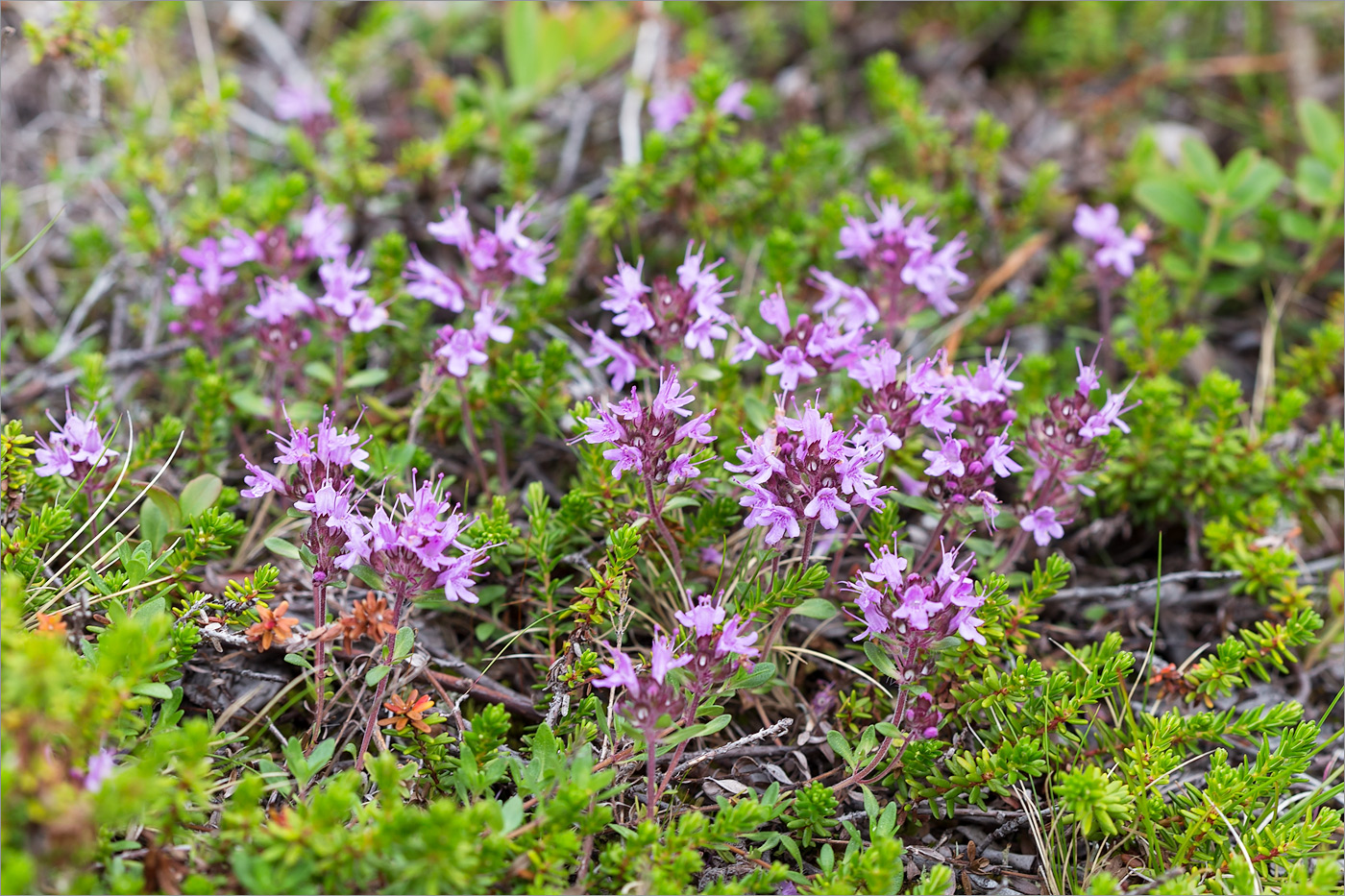 Изображение особи Thymus subarcticus.